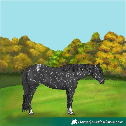 Horse Color:Black Tobiano Appaloosa 