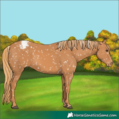 Horse Color:Chestnut Tobiano Appaloosa 