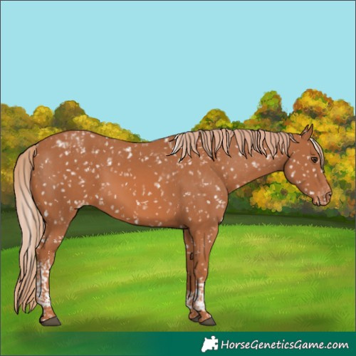 Horse Color:Chestnut Tobiano Appaloosa 