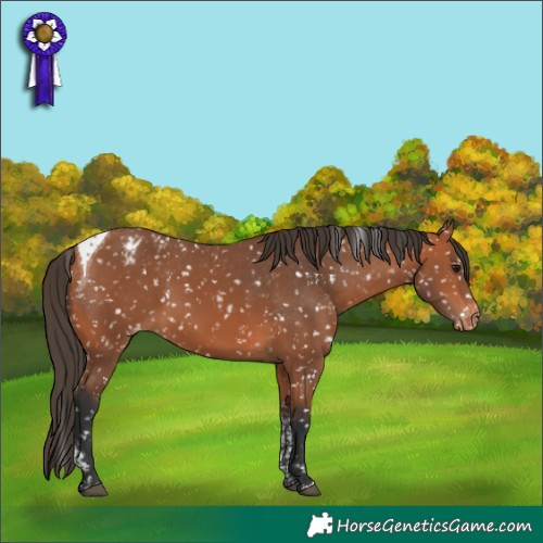 Horse Color:Bay Tobiano Appaloosa 