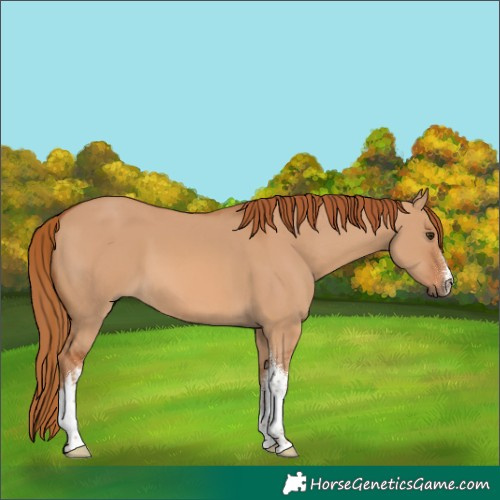 Horse Color:White Spotted Red Dun 