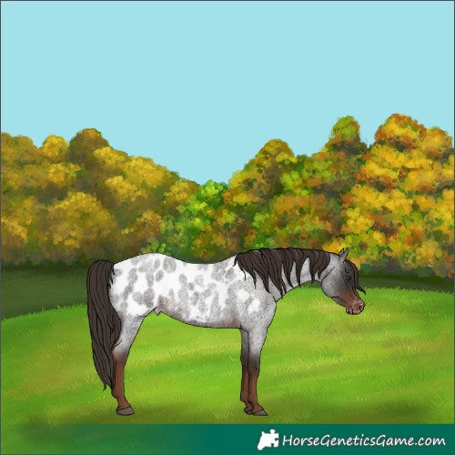 Horse Color:Liver Red Roan Appaloosa 