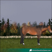 Horse Color:Brown 