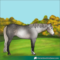 Horse Color:Gray Silver Smoky Black Sabino 