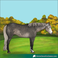 Horse Color:Gray Silver Smoky Black Sabino 