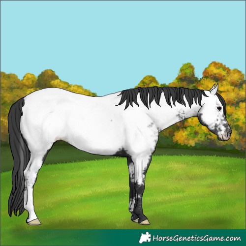 Horse Color:Black Appaloosa