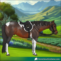 Horse Color:Brown Tobiano 