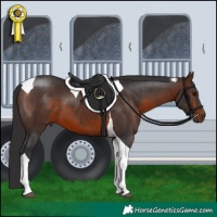 Horse Color:Brown Tobiano