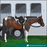 Horse Color:Brown Tobiano