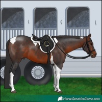 Horse Color:Brown Tobiano 
