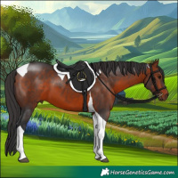 Horse Color:Brown Tobiano