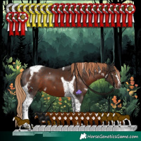 Horse Color:White Spotted Liver Chestnut Splash Tobiano Frame 