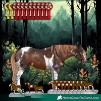 Horse Color:White Spotted Liver Chestnut Splash Tobiano Frame 