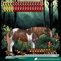 Horse Color:White Spotted Liver Chestnut Splash Tobiano Frame 