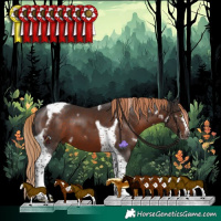 Horse Color:White Spotted Liver Chestnut Splash Tobiano Frame 