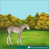 Horse Color:Liver Red Dun Sabino Rabicano