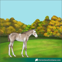 Horse Color:Liver Red Dun Sabino Rabicano