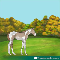 Horse Color:Liver Red Dun Tobiano Rabicano 