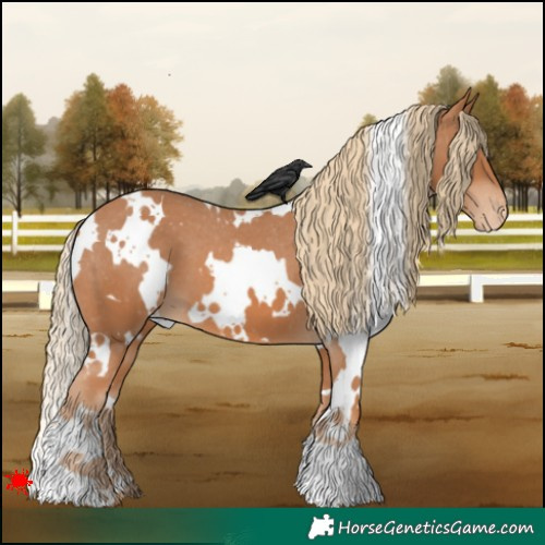 Horse Color:White Spotted Chestnut Appaloosa 