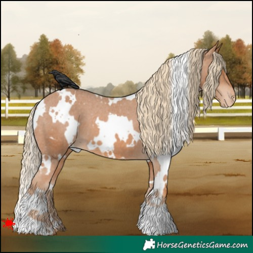 Horse Color:White Spotted Chestnut Appaloosa 