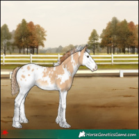 Horse Color:White Spotted Red Dun Splash Appaloosa 
