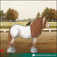 Horse Color:Red Dun Appaloosa 