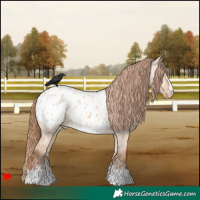 Horse Color:Red Dun Appaloosa 
