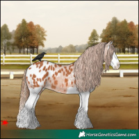 Horse Color:Chestnut Splash Blanket