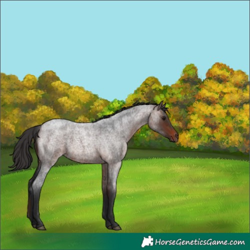 Horse Color:Brown Roan 