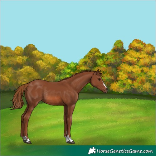 Horse Color:Chestnut Rabicano 