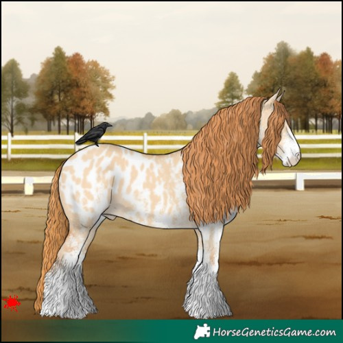 Horse Color:White Spotted Red Dun Blanket 