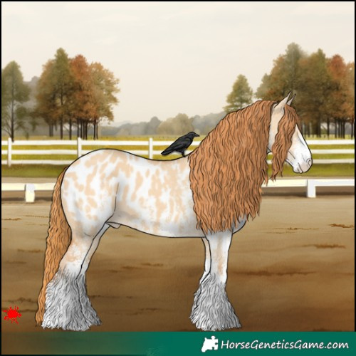 Horse Color:White Spotted Red Dun Appaloosa