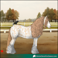 Horse Color:White Spotted Red Dun Appaloosa 
