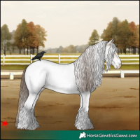 Horse Color:White Spotted Bay Roan Near Fewspot