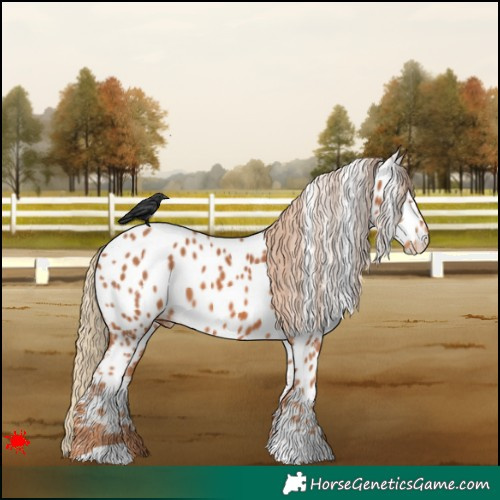 Horse Color:Chestnut Near Leopard 