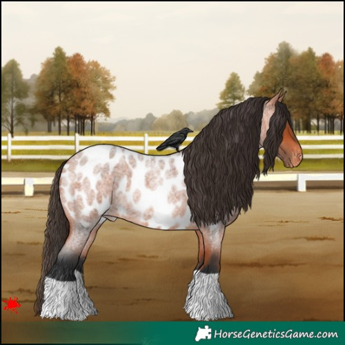Horse Color:Bay Roan Appaloosa
