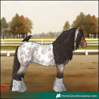 Horse Color:Bay Roan Near Leopard 