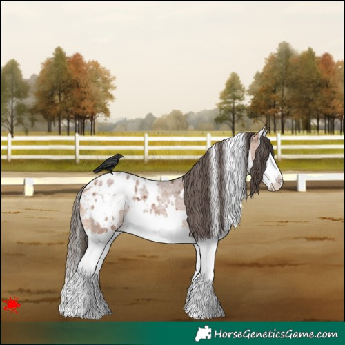 Horse Color:White Spotted Bay Roan Splash Appaloosa 