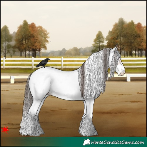 Horse Color:White Spotted Bay Appaloosa Rabicano 