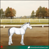 Horse Color:White Spotted Bay Appaloosa Rabicano 