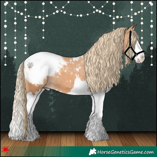 Horse Color:Chestnut Splash Appaloosa 