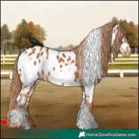 Horse Color:White Spotted Chestnut Appaloosa