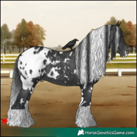 Horse Color:White Spotted Black Blanket 