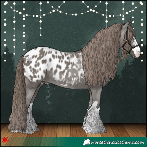 Horse Color:Grullo Appaloosa 