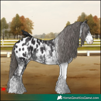 Horse Color:White Spotted Smoky Black Appaloosa 