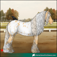 Horse Color:White Spotted Palomino Appaloosa 