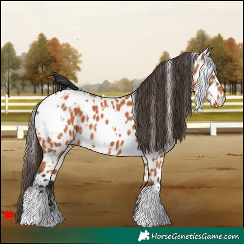 Horse Color:White Spotted Bay Appaloosa 