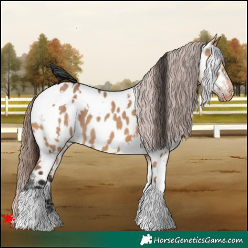 Horse Color:White Spotted Bay Dun Appaloosa 