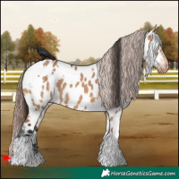 Horse Color:White Spotted Bay Dun Near Leopard 