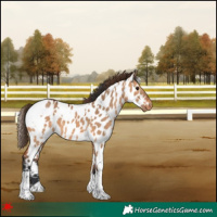 Horse Color:White Spotted Bay Dun Appaloosa 